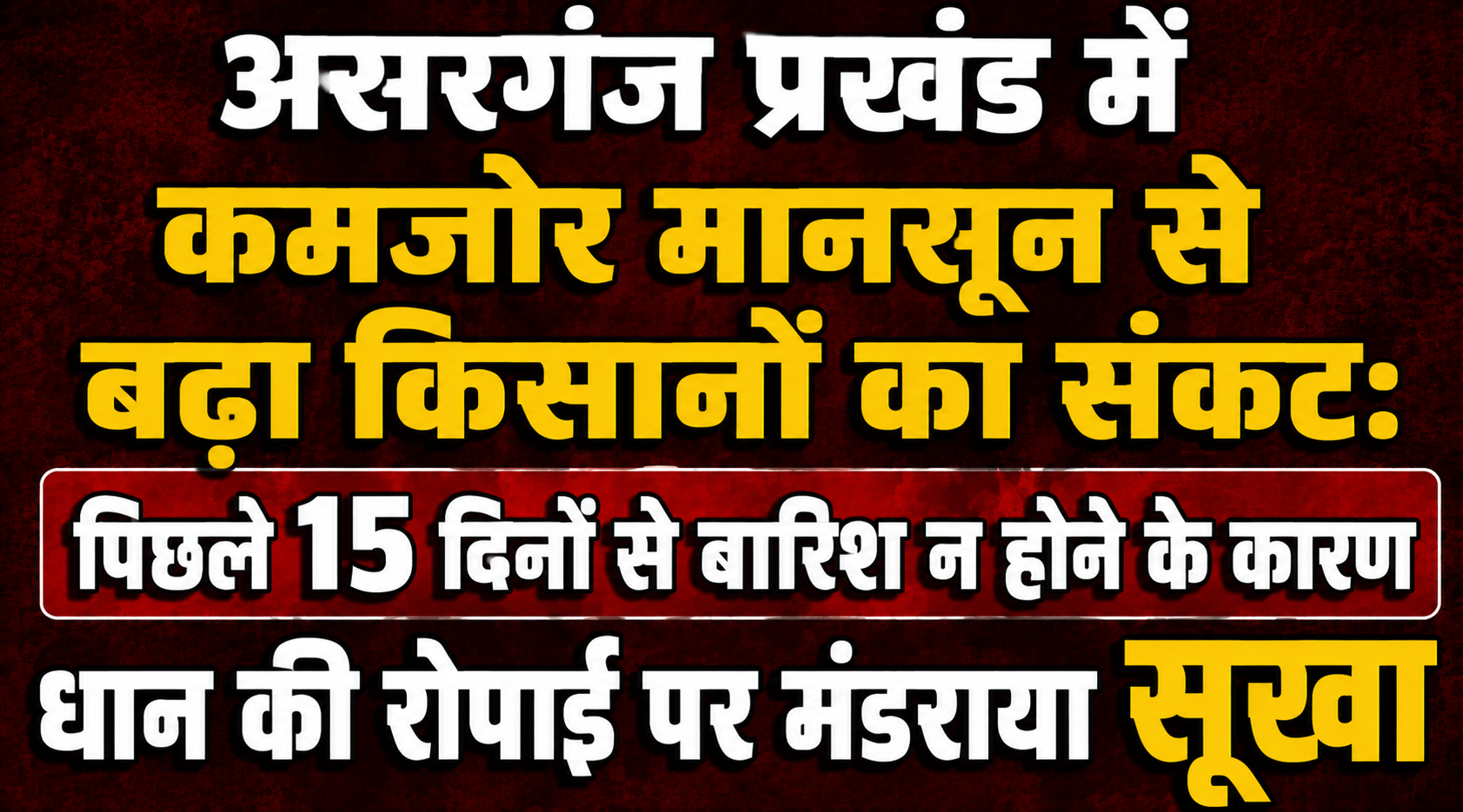 असरगंज प्रखंड में कमजोर मानसून से बढ़ा किसानों का संकट: पिछले 15 दिनों से बारिश न होने के कारण धान की रोपाई पर मंडराया सूखा